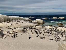 Cape Town